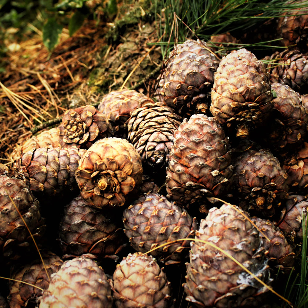 Cedarwood Fragrance