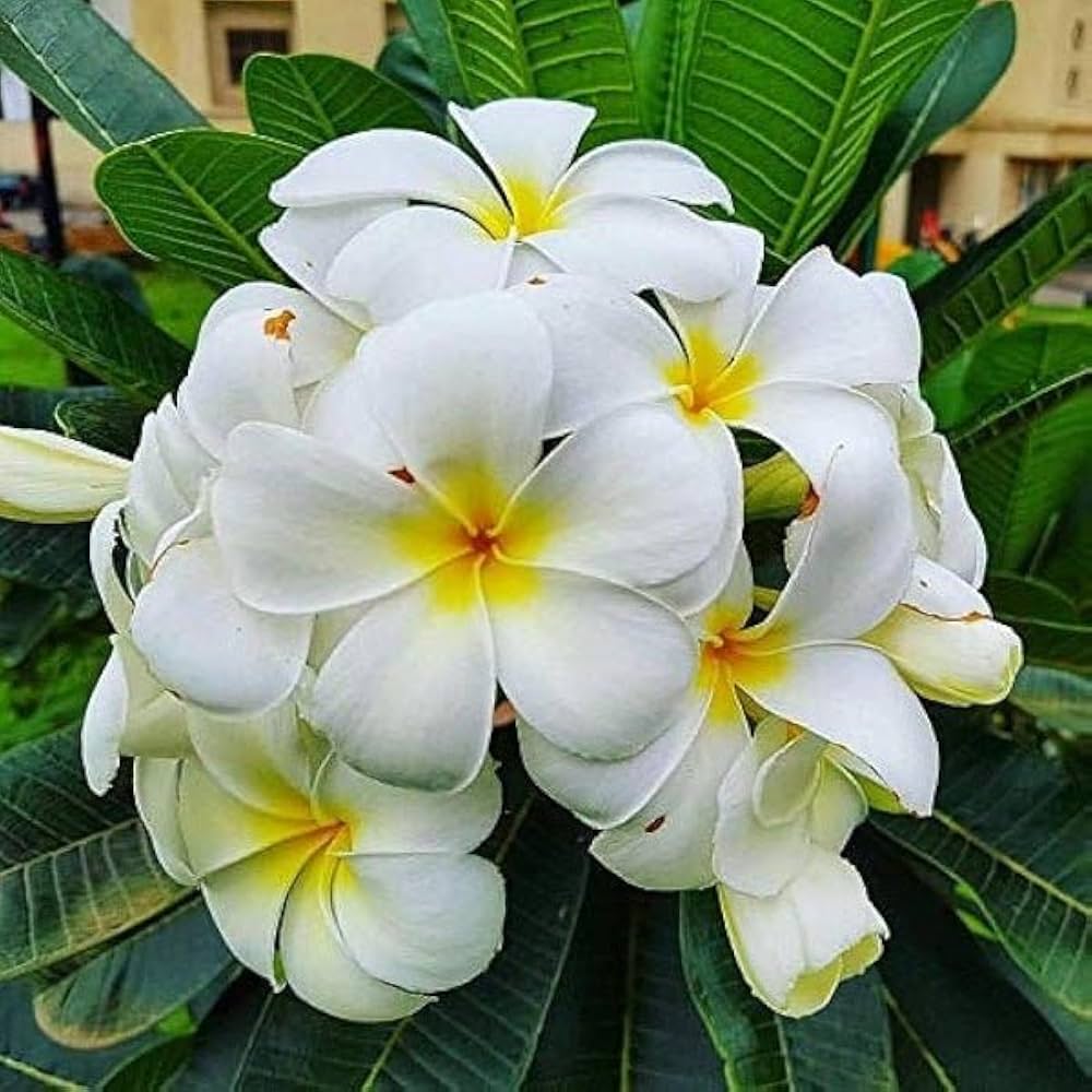 Frangipani Fragrance