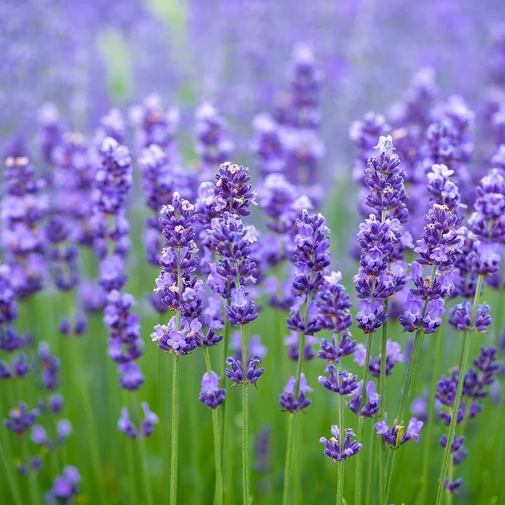 Fresh Lavender