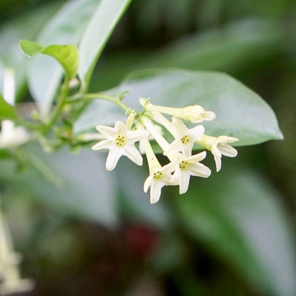 Midnight Jasmine Fragrance