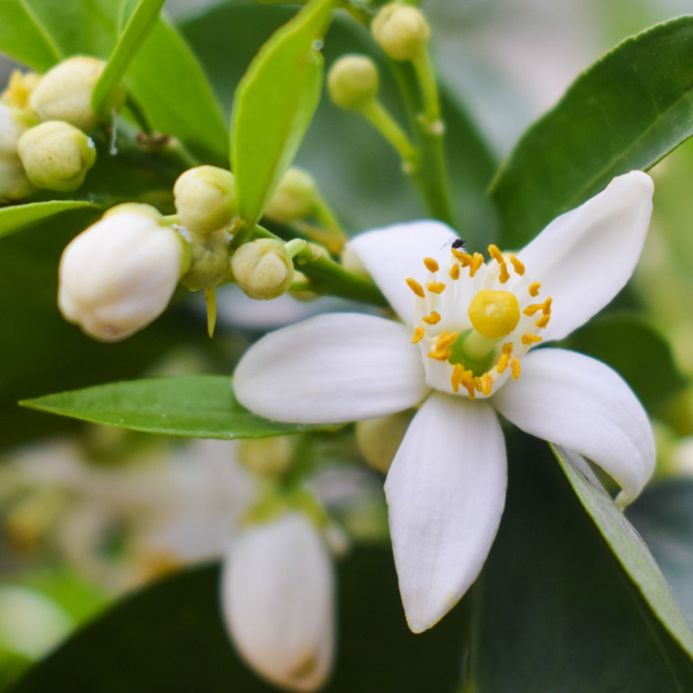 Neroli Fragrance