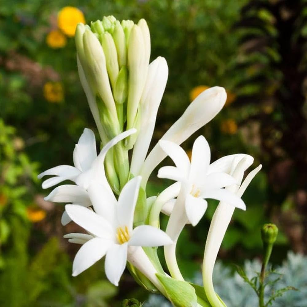 Tuberose Fragrance
