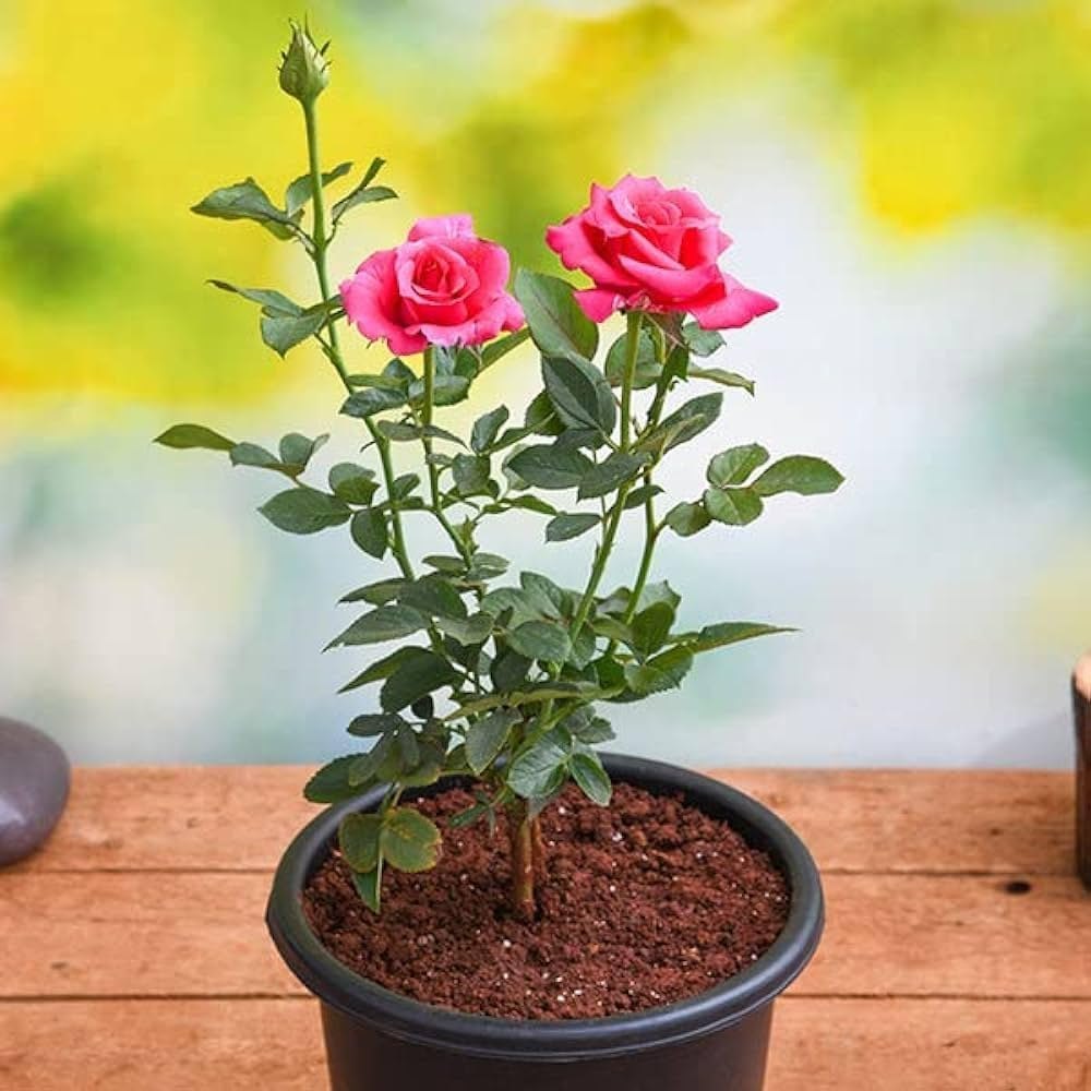 Rose Fragrance